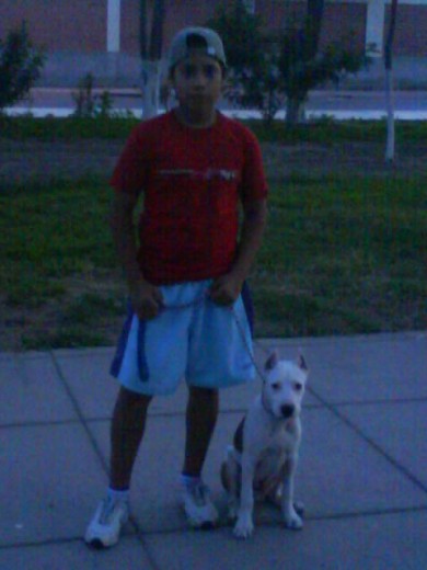 UN PITBULL Y UN DOGO  XD